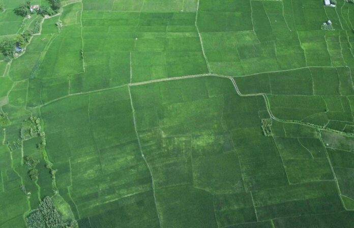 paddy_field_13_Usevj8diz9