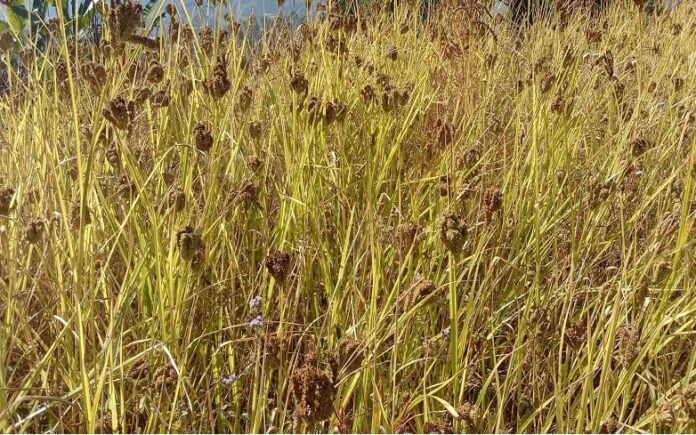 kodo_kheti_lamjung_final_73p88Bot03