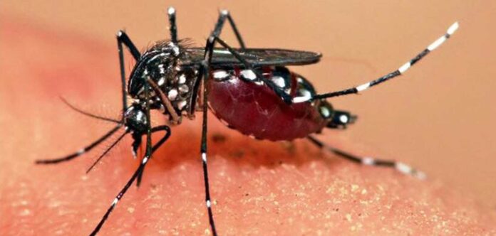 dengu.2022-08-01-01-26-06