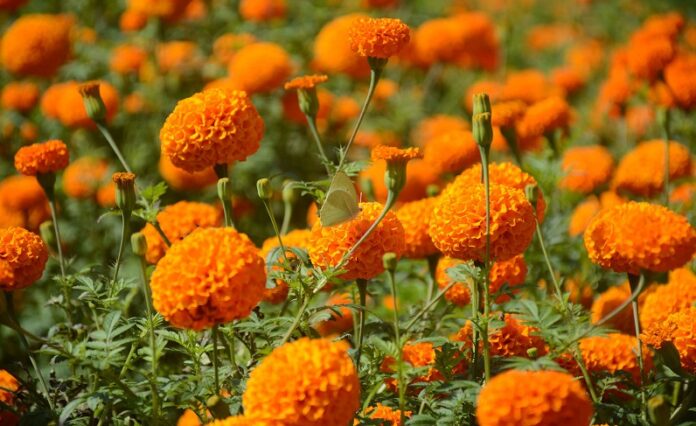 flower_marigold_sayapatri_j0iuLFICmh